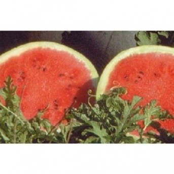 RED STAR F1 Seminte de pepene verde Nunhems
