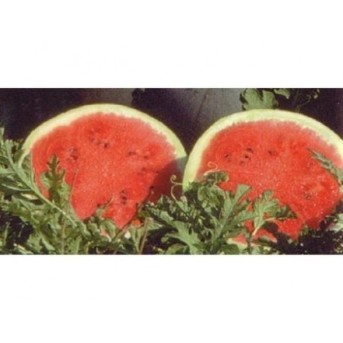 RED STAR F1 Seminte de pepene verde Nunhems