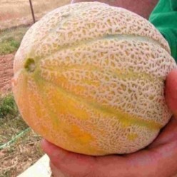 RETATO D'ORTOLANI Seminte de pepene galben Raci Sementi