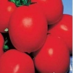 RIO GRANDE Seminte de tomate Raci Sementi