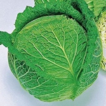 SAVOY ACRE Seminte de varza creata Takii Seeds