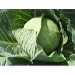 SUNTA F1 Seminte de varza Takii Seeds