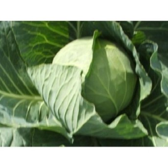 SUNTA F1 Seminte de varza Takii Seeds