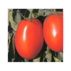 TEMPLAR F1 Seminte de tomate ISI Sementi