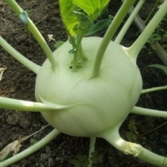 TIMPANO F1 Seminte de gulie alba Takii Seeds