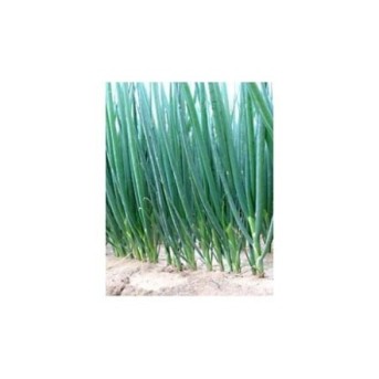 TYCOON F1 Seminte de ceapa de legatura Takii Seeds