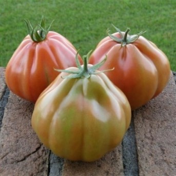LIGURIA F1 Seminte de tomate ISI Sementi