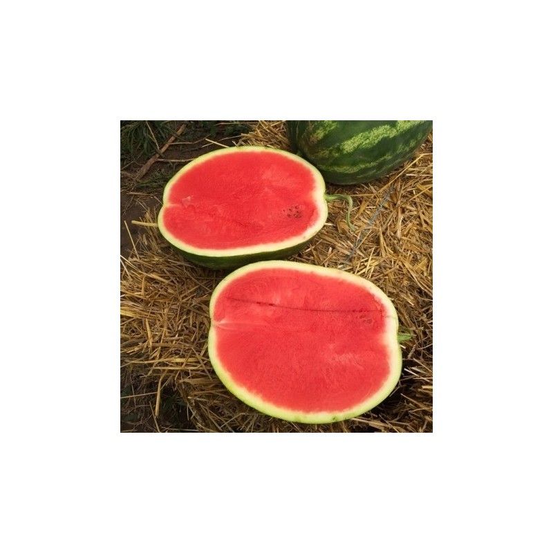 BONTA F1 Seminte de pepene verde Seminis