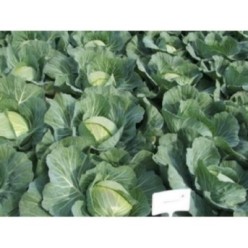 WAKAMINE F1 Seminte de varza Takii Seeds