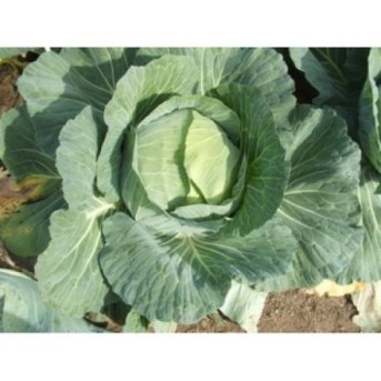 GREEN LUNAR F1 Seminte de varza Takii Seeds