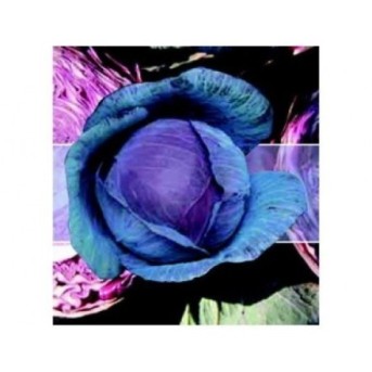 RUBY PERFECTION F1 Seminte de varza rosie Takii Seeds