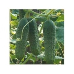 EKOL F1 Seminte de castraveti cornichon Syngenta