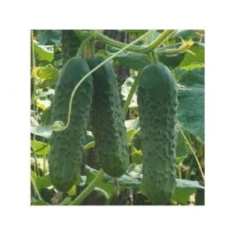 EKOL F1 Seminte de castraveti cornichon Syngenta