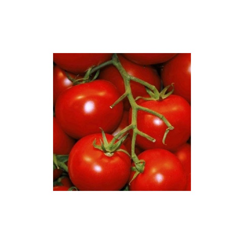 RUXANDRA Seminte de tomate Agrosel