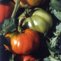 RHODIA F1 Seminte de tomate ISI Sementi