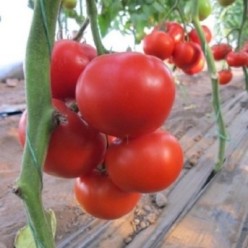 DIAGRAMA F1 Seminte de tomate Nunhems