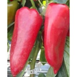KADET F1 Seminte de ardei kapia Duna-R