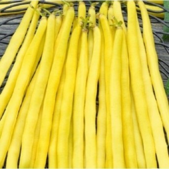 ILEANA Seminte de fasole oloaga Agrosel