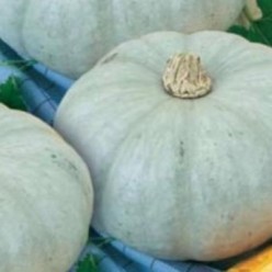 TUDOR Seminte de dovleac placintar Agrosel
