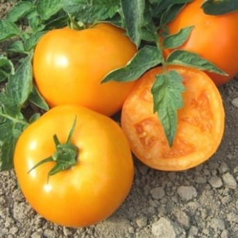 MORGAN (ISI 36629) F1 Seminte de tomate ISI Sementi