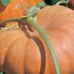 QUINTALLE SEME GIALLO Seminte de dovleac placintar Raci Sementi