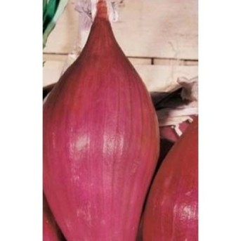 TROPEA ROSSA LUNGA Seminte de ceapa rosie Raci Sementi