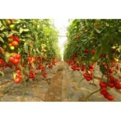MAHITOS F1 Seminte de tomate Rijk Zwaan