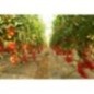MAHITOS F1 Seminte de tomate Rijk Zwaan MAHITOS F1 Seminte de tomate Rijk Zwaan