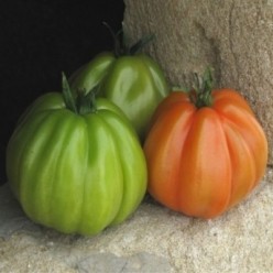 DEKO F1 Seminte de tomate ISI Sementi