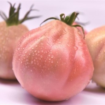ROSAMUNDA F1 Seminte de tomate roz ISI Sementi