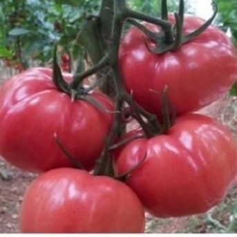 PINK WONDER F1 Seminte de tomate roz Graines Voltz