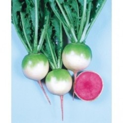 RED MEAT Seminte de ridichi Takii Seeds