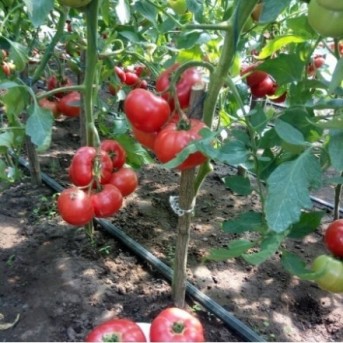 PINK TREAT F1 Seminte de tomate roz Takii Seeds
