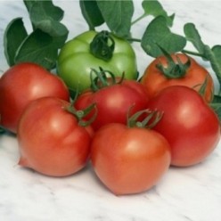 PREKOS F1 Seminte de tomate Geosem