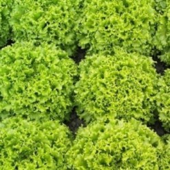 OLEOLE Seminte de salata Syngenta
