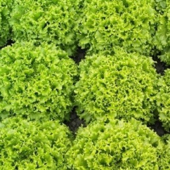 OLEOLE Seminte de salata Syngenta