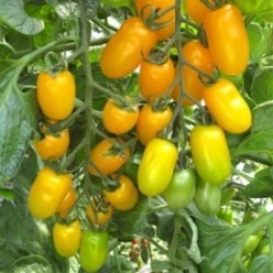 DOLLY F1 Seminte de tomate ISI Sementi