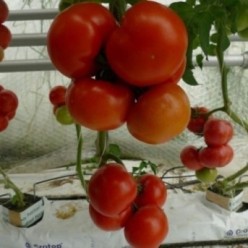EURASIA F1 Seminte de tomate Yuksel Seeds