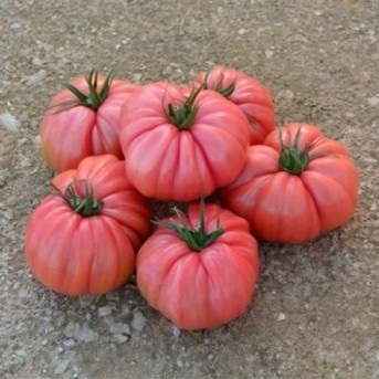 ROSALINDA F1 Seminte de tomate ISI Sementi
