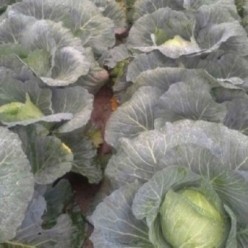 GREEN RICH F1 Seminte de varza Takii Seeds