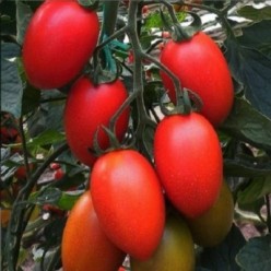 MISSOURI Seminte de tomate Raci Sementi