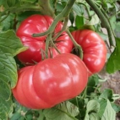 BUFFALOPINK F1 Seminte de tomate roz Clause