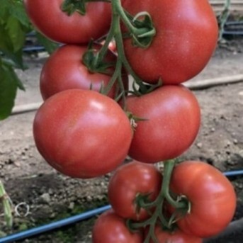 MANUSA F1 Seminte de tomate roz Rijk Zwaan