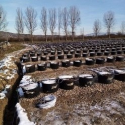 Picurator cu brate 4x80 cm + ciuperca 8l/h