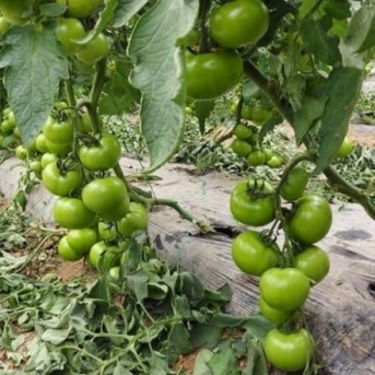 OZKAN F1 Seminte de tomate Yuksel Seeds