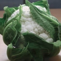 BIANCA F1 Seminte de conopida Nongwoo Bio