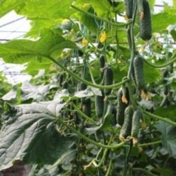BALKAN F1 Seminte de castraveti cornichon Syngenta