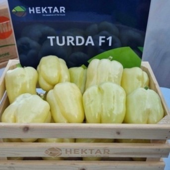 TURDA F1 Seminte de ardei blocky Hektar
