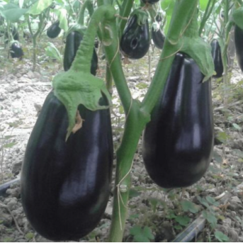 ONYX F1 Seminte de vinete Semillas Fito