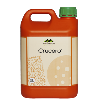 Crucero